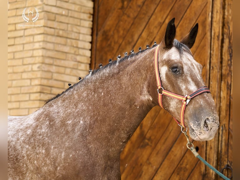 Caballo de deporte español Caballo castrado 4 años 170 cm Atigrado/Moteado in Navalperal De Pinares