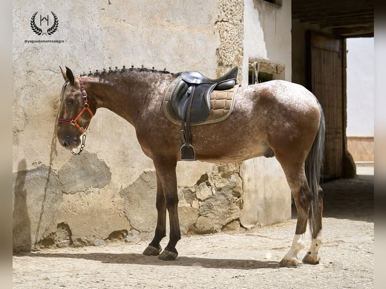 Caballo de deporte español Caballo castrado 4 años 170 cm Atigrado/Moteado in Navalperal De Pinares