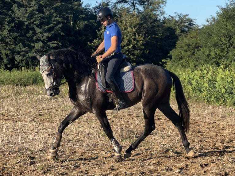Caballo de deporte español Caballo castrado 4 años 172 cm Tordo in Luisago