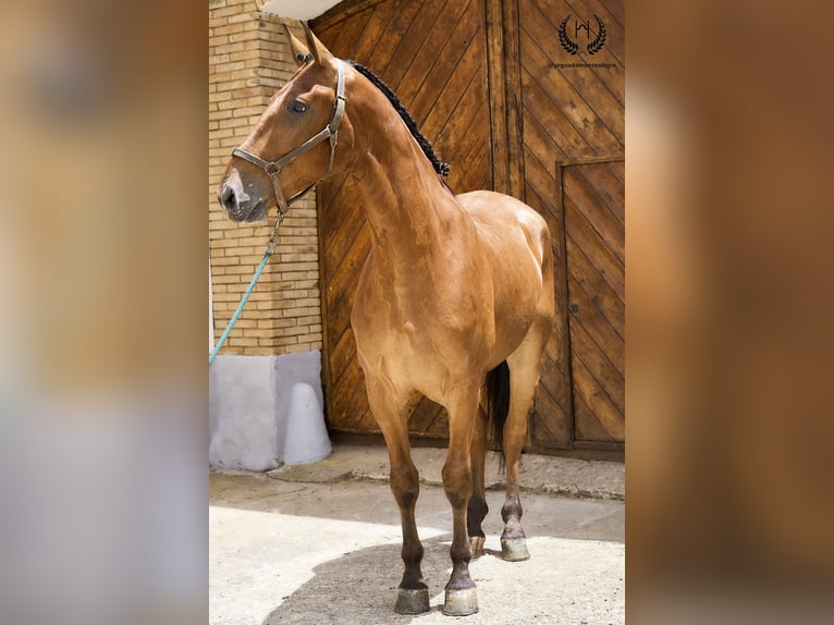 Caballo de deporte español Caballo castrado 4 años 175 cm in Navalperal De Pinares