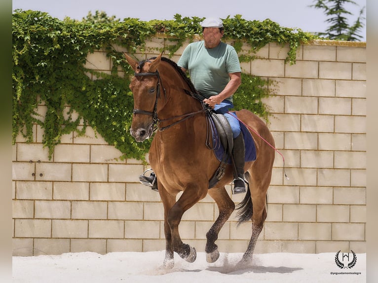 Caballo de deporte español Caballo castrado 4 años 175 cm in Navalperal De Pinares