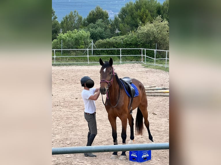 Caballo de deporte español Caballo castrado 4 años 178 cm Castaño in Vimbodi