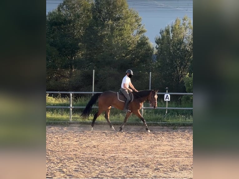 Caballo de deporte español Caballo castrado 4 años 178 cm Castaño in Vimbodi