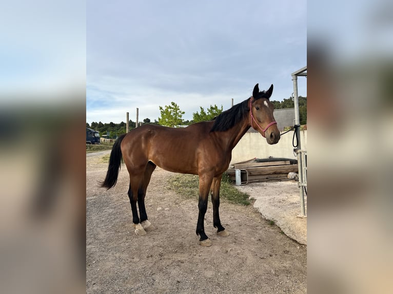 Caballo de deporte español Caballo castrado 4 años 178 cm Castaño in Vimbodi