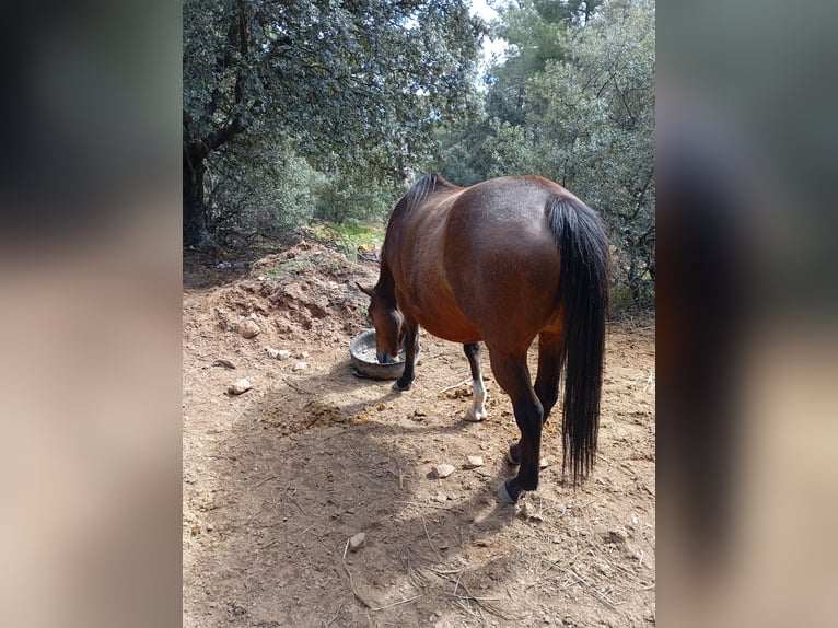 Caballo de deporte español Caballo castrado 4 años Castaño oscuro in Avila