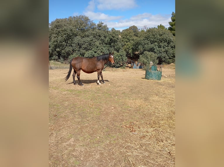 Caballo de deporte español Caballo castrado 4 años Castaño oscuro in Avila