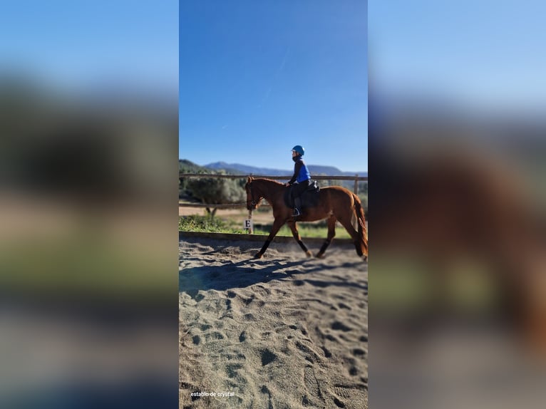 Caballo de deporte español Mestizo Caballo castrado 5 años 145 cm Alazán in Valderrobres