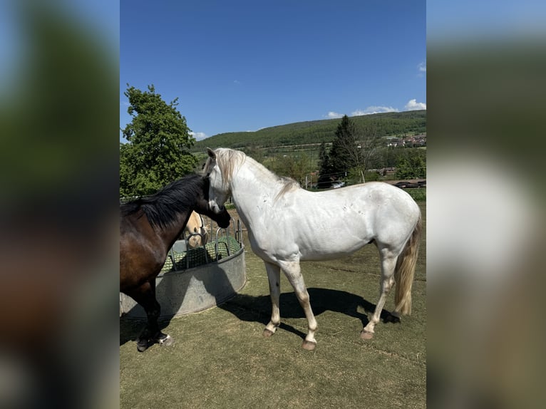 Caballo de deporte español Caballo castrado 5 años 150 cm Tordo in Tann