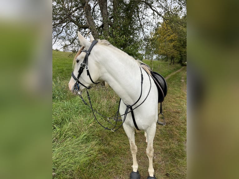 Caballo de deporte español Caballo castrado 5 años 150 cm Tordo in Tann