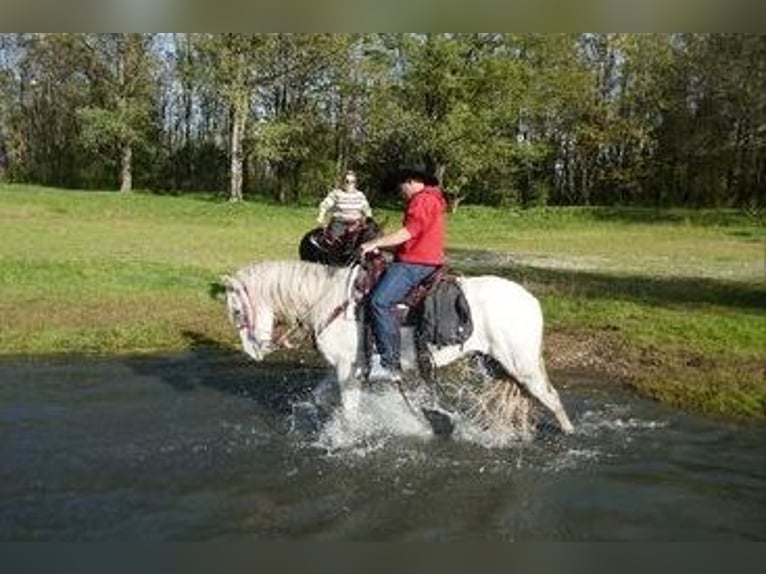 Caballo de deporte español Caballo castrado 5 años 153 cm White/Blanco in tencin