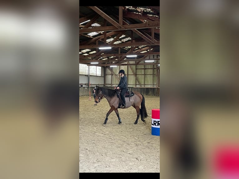 Caballo de deporte español Mestizo Caballo castrado 5 años 156 cm Castaño in Wachtendonk