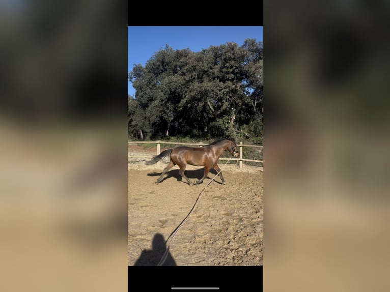 Caballo de deporte español Caballo castrado 5 años 156 cm Castaño in Cardedeu