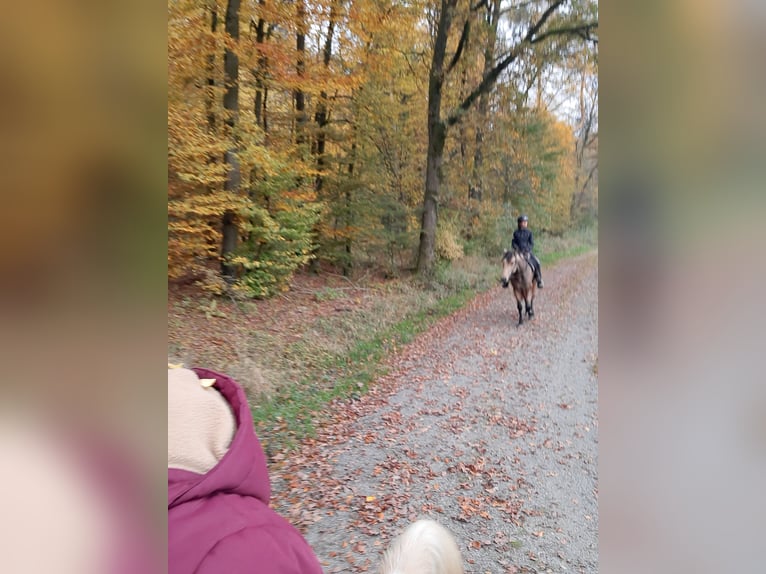 Caballo de deporte español Caballo castrado 5 años 158 cm Buckskin/Bayo in Bad Mergentheim