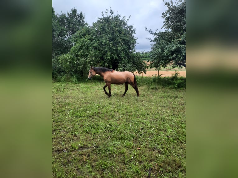 Caballo de deporte español Caballo castrado 5 años 158 cm Buckskin/Bayo in Bad Mergentheim