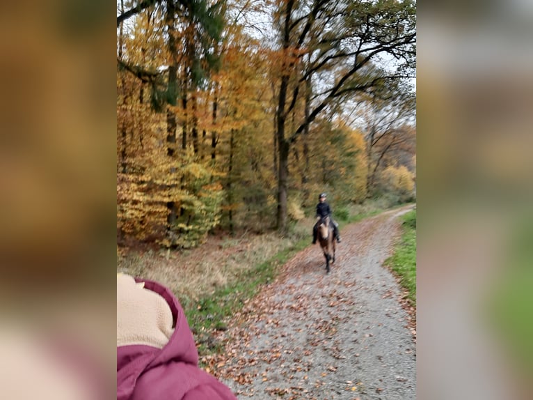 Caballo de deporte español Caballo castrado 5 años 158 cm Buckskin/Bayo in Bad Mergentheim