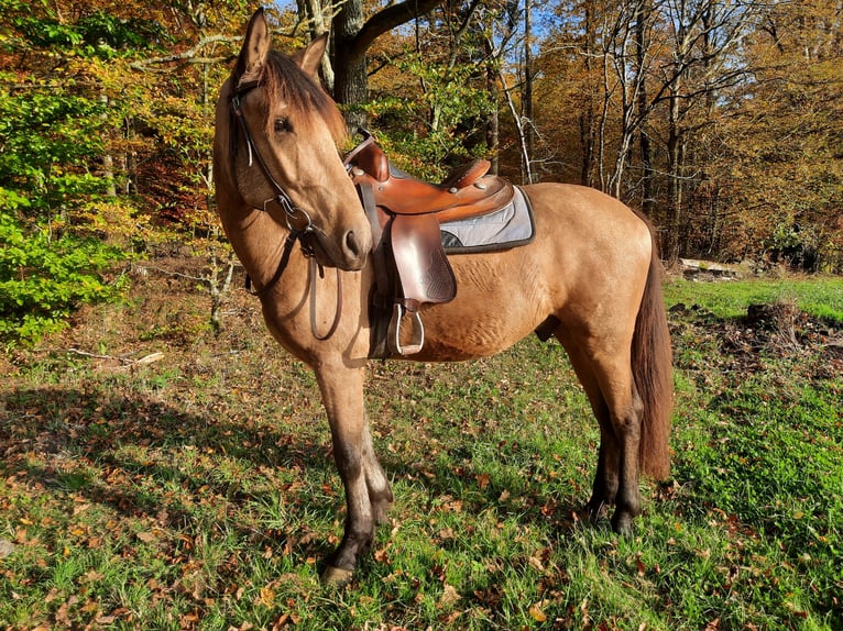 Caballo de deporte español Caballo castrado 5 años 158 cm Buckskin/Bayo in Bad Mergentheim