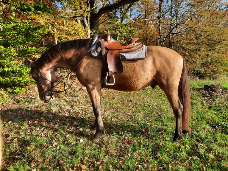 Caballo de deporte español Caballo castrado 5 años 158 cm Buckskin/Bayo in Bad Mergentheim