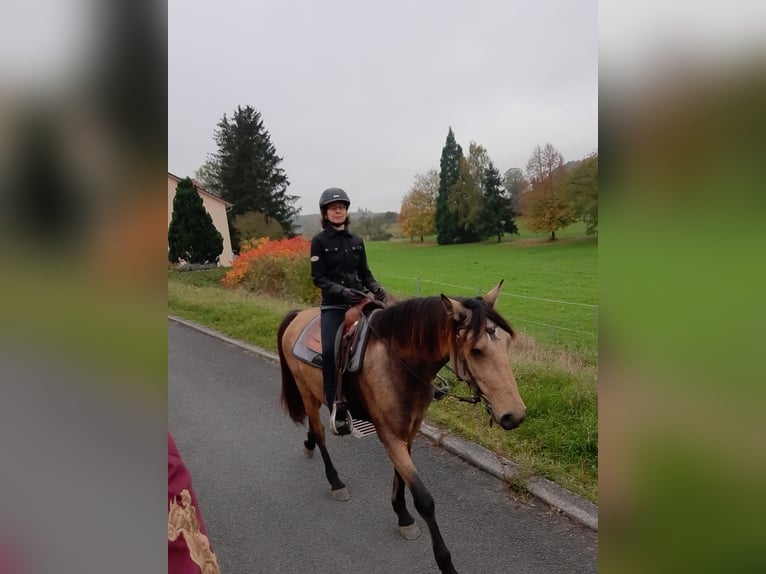 Caballo de deporte español Caballo castrado 5 años 158 cm Buckskin/Bayo in Bad Mergentheim