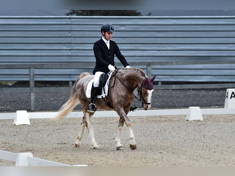 Caballo de deporte español Caballo castrado 5 años 159 cm Tordo ruano in Fresnedillas De La Oliva