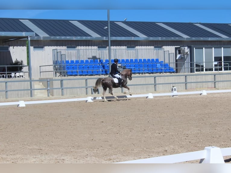 Caballo de deporte español Caballo castrado 5 años 159 cm Tordo ruano in Fresnedillas De La Oliva