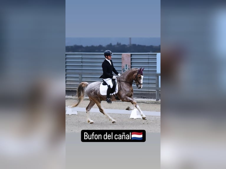 Caballo de deporte español Caballo castrado 5 años 159 cm Tordo ruano in Fresnedillas De La Oliva