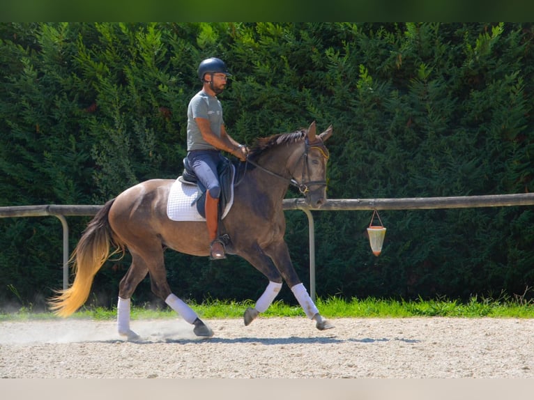 Caballo de deporte español Caballo castrado 5 años 160 cm Tordo in El Moli
