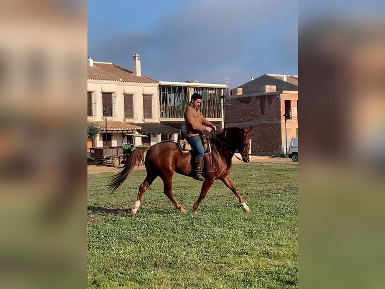 Caballo de deporte español Caballo castrado 5 años 163 cm Alazán in El Rocio