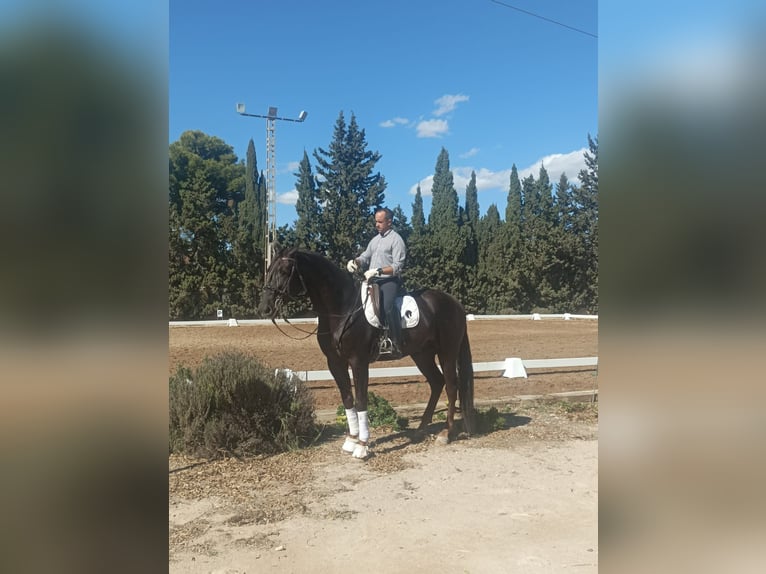 Caballo de deporte español Mestizo Caballo castrado 5 años 164 cm Alazán in El Cañar