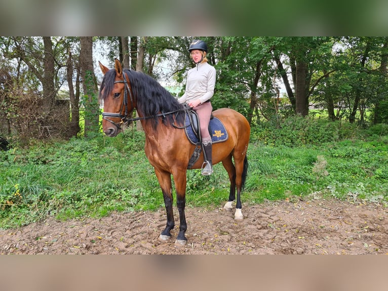 Caballo de deporte español Caballo castrado 5 años 166 cm Castaño in Neuburg an der Donau