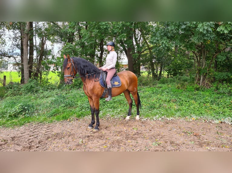 Caballo de deporte español Caballo castrado 5 años 166 cm Castaño in Neuburg an der Donau