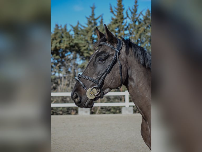 Caballo de deporte español Caballo castrado 5 años 166 cm Negro in El Molar