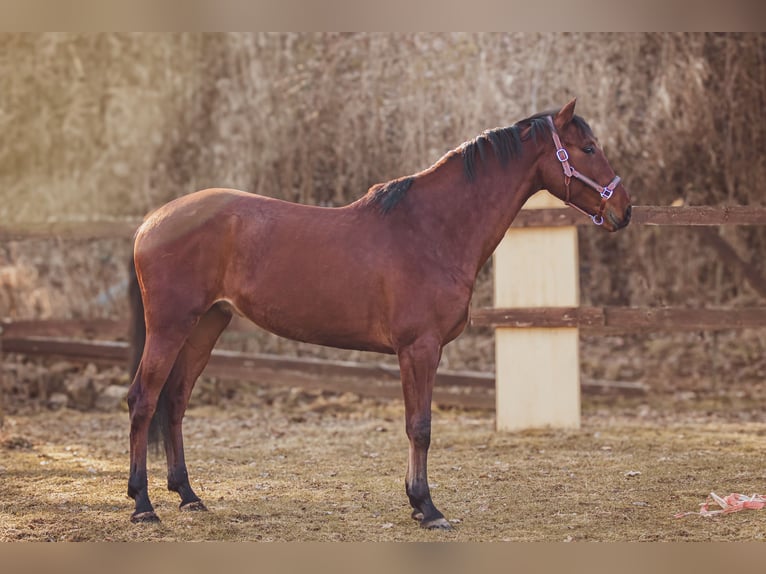 Caballo de deporte español Mestizo Caballo castrado 5 años 167 cm Castaño in Aldingen