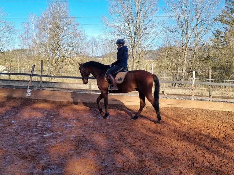 Caballo de deporte español Mestizo Caballo castrado 5 años 167 cm Castaño in Aldingen