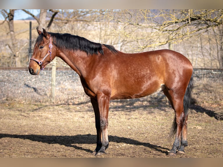 Caballo de deporte español Mestizo Caballo castrado 5 años 167 cm Castaño in Aldingen