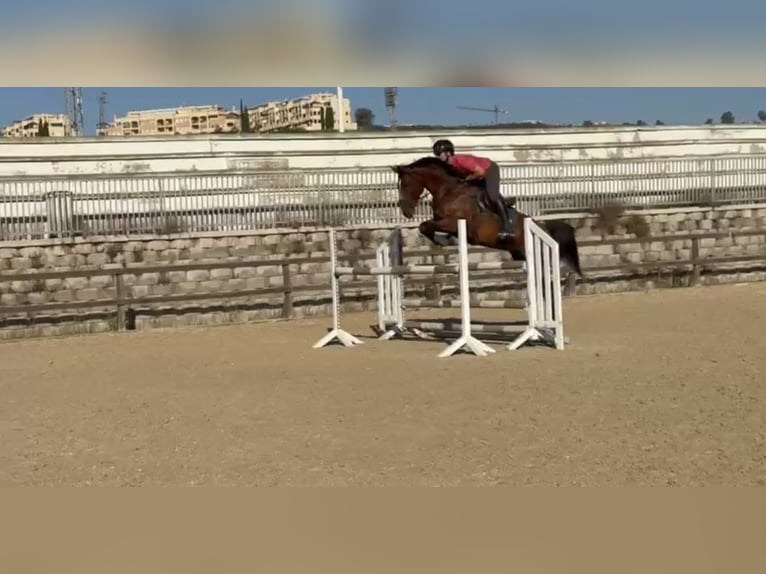 Caballo de deporte español Caballo castrado 5 años 168 cm Castaño oscuro in Pozuelo De Alarcon