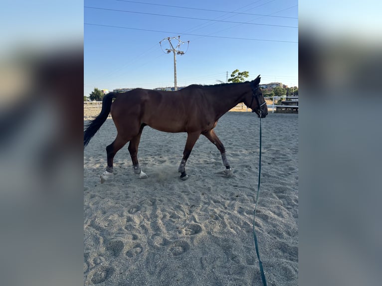 Caballo de deporte español Caballo castrado 5 años 170 cm Castaño in Alcorcon