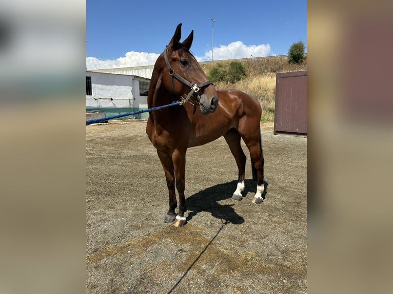 Caballo de deporte español Caballo castrado 5 años 170 cm Castaño in Alcorcon