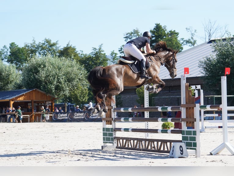 Caballo de deporte español Caballo castrado 5 años 172 cm Castaño oscuro in Castellon De La Plana/Castello De La Pla