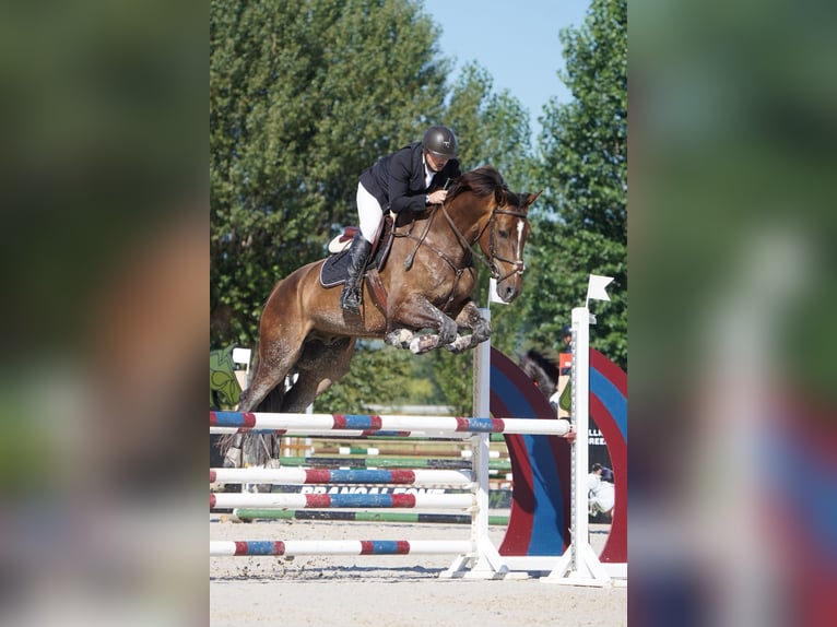 Caballo de deporte español Caballo castrado 5 años 172 cm Castaño oscuro in Castellon De La Plana/Castello De La Pla