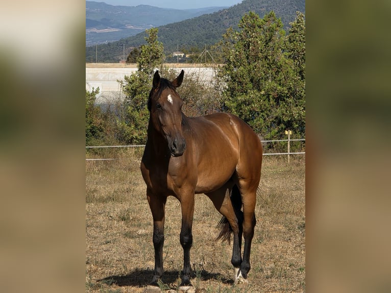 Caballo de deporte español Caballo castrado 5 años 180 cm Castaño in Monzon
