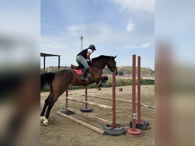 Caballo de deporte español Caballo castrado 5 años 180 cm Castaño in Monzon