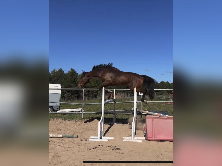 Caballo de deporte español Caballo castrado 5 años 180 cm Castaño in Monzón