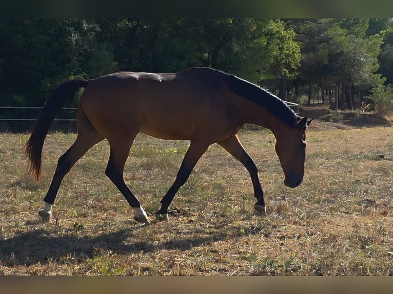Caballo de deporte español Caballo castrado 5 años 180 cm Castaño in Monzon