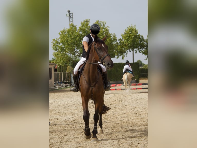 Caballo de deporte español Caballo castrado 5 años 180 cm Castaño in Monzón