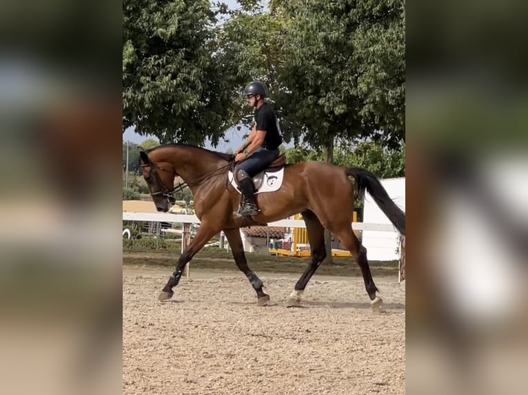 Caballo de deporte español Caballo castrado 5 años 180 cm Castaño in Monzón