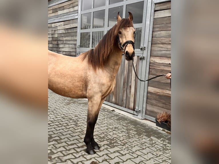 Caballo de deporte español Caballo castrado 6 años 148 cm Buckskin/Bayo in Leipzig