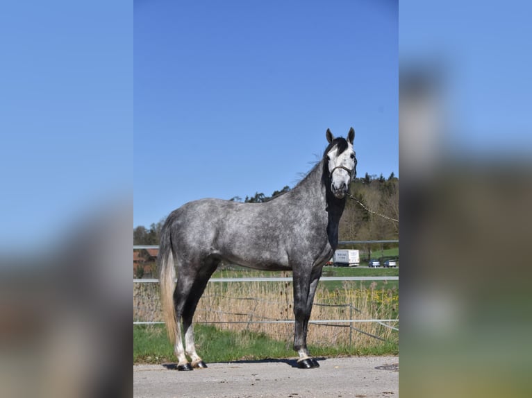 Caballo de deporte español Caballo castrado 6 años 148 cm Tordo rodado in Arnstorf