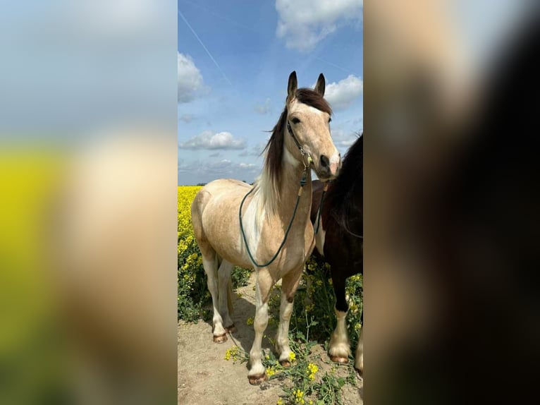 Caballo de deporte español Caballo castrado 6 años 158 cm Buckskin/Bayo in Schönwölkau