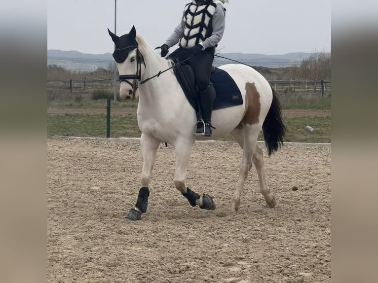 Caballo de deporte español Caballo castrado 6 años 158 cm Pío in Zaragoza