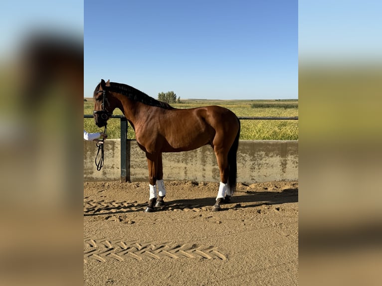 Caballo de deporte español Caballo castrado 6 años 161 cm Castaño in Vegas Altas
